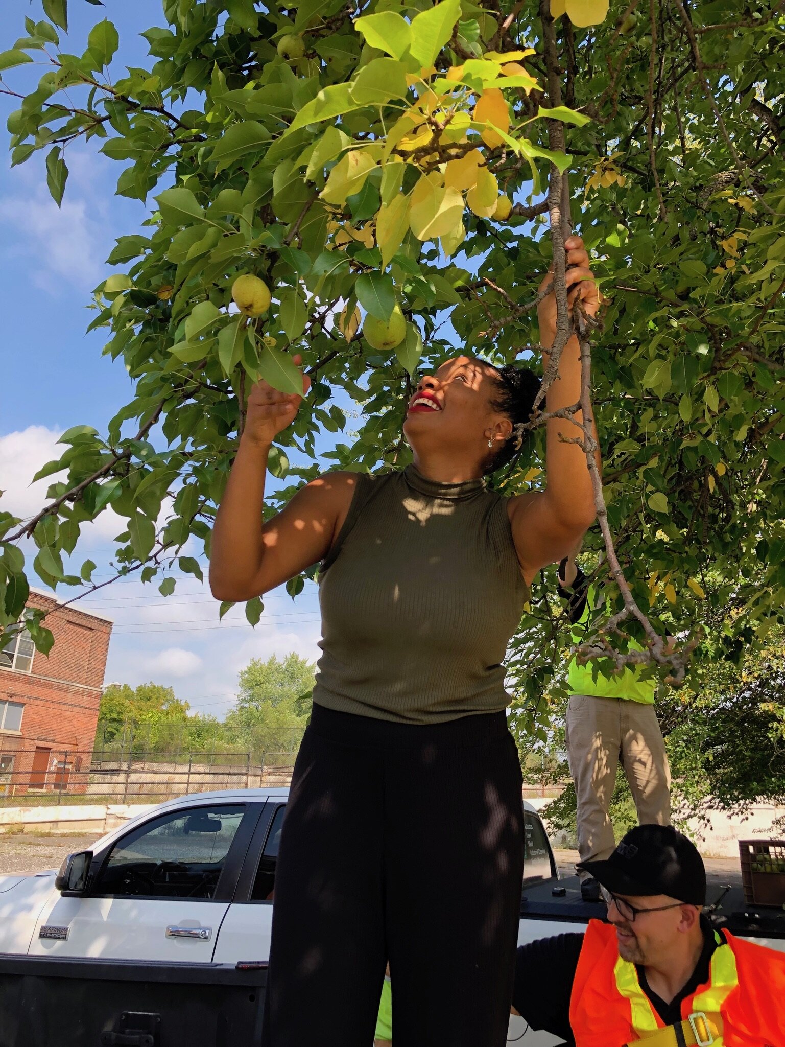 Volunteer Barbara Belli de Oliveira helps harvest pears from the tree at Electric Works.