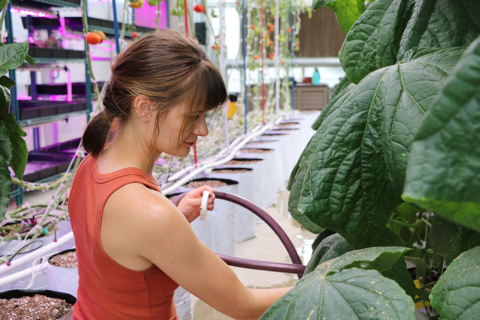 Kristen Canan, greenhouse assistant, waters cucumbers. 