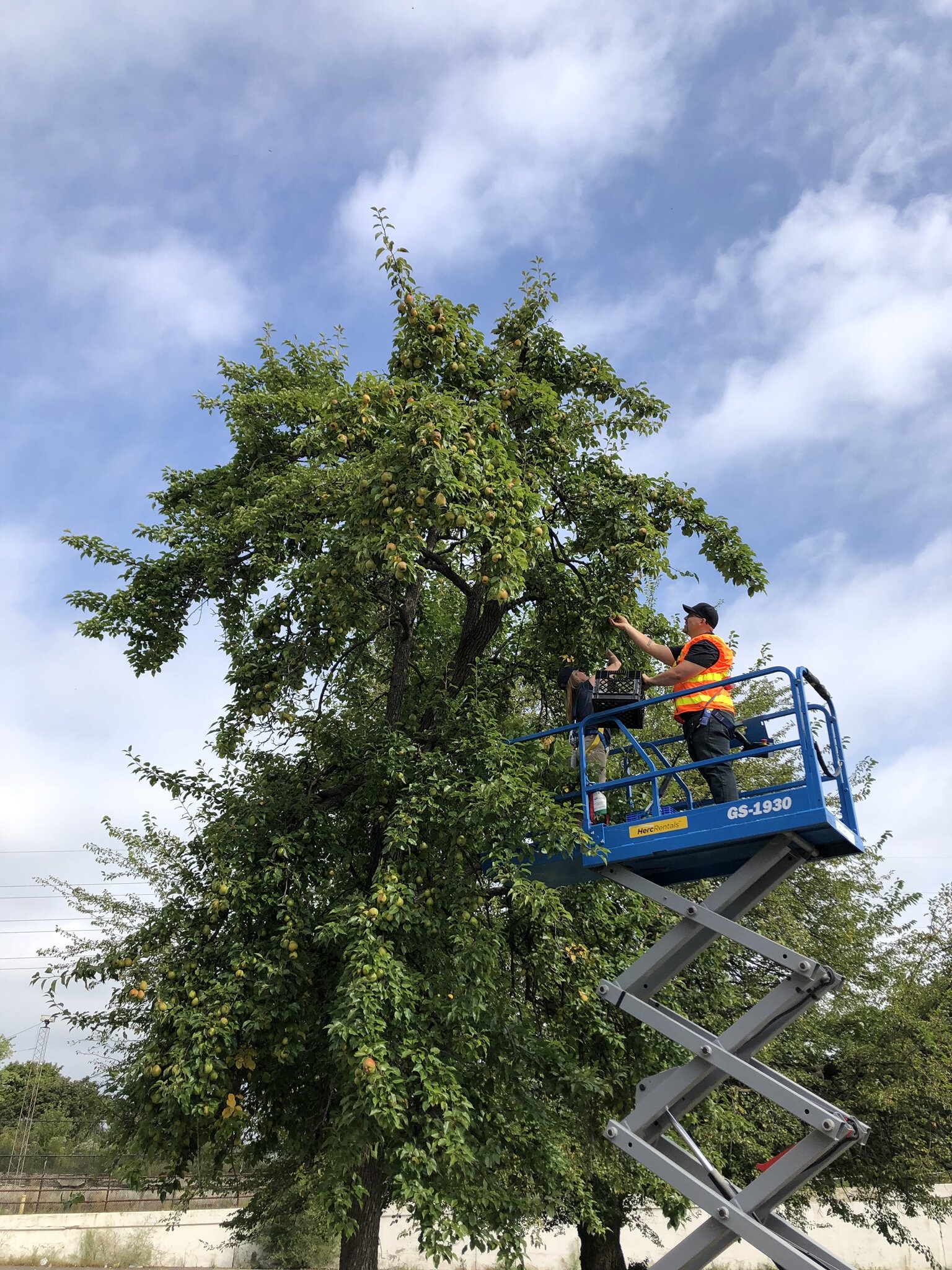 Herc Rentals donated equipment to help volunteers harvest the pear tree at Electric Works.