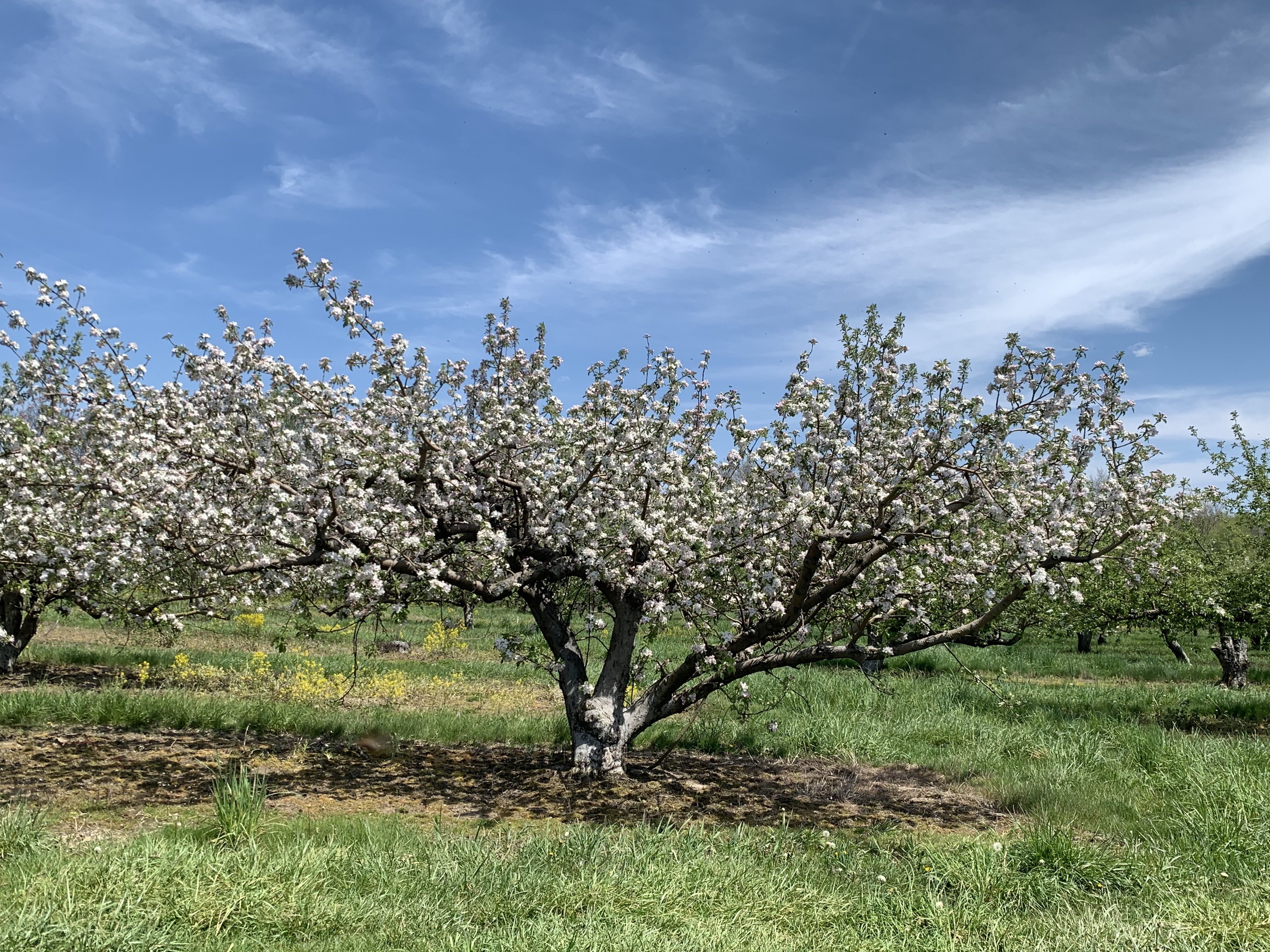 An apple tree at David Doud's Countyline Orchard.