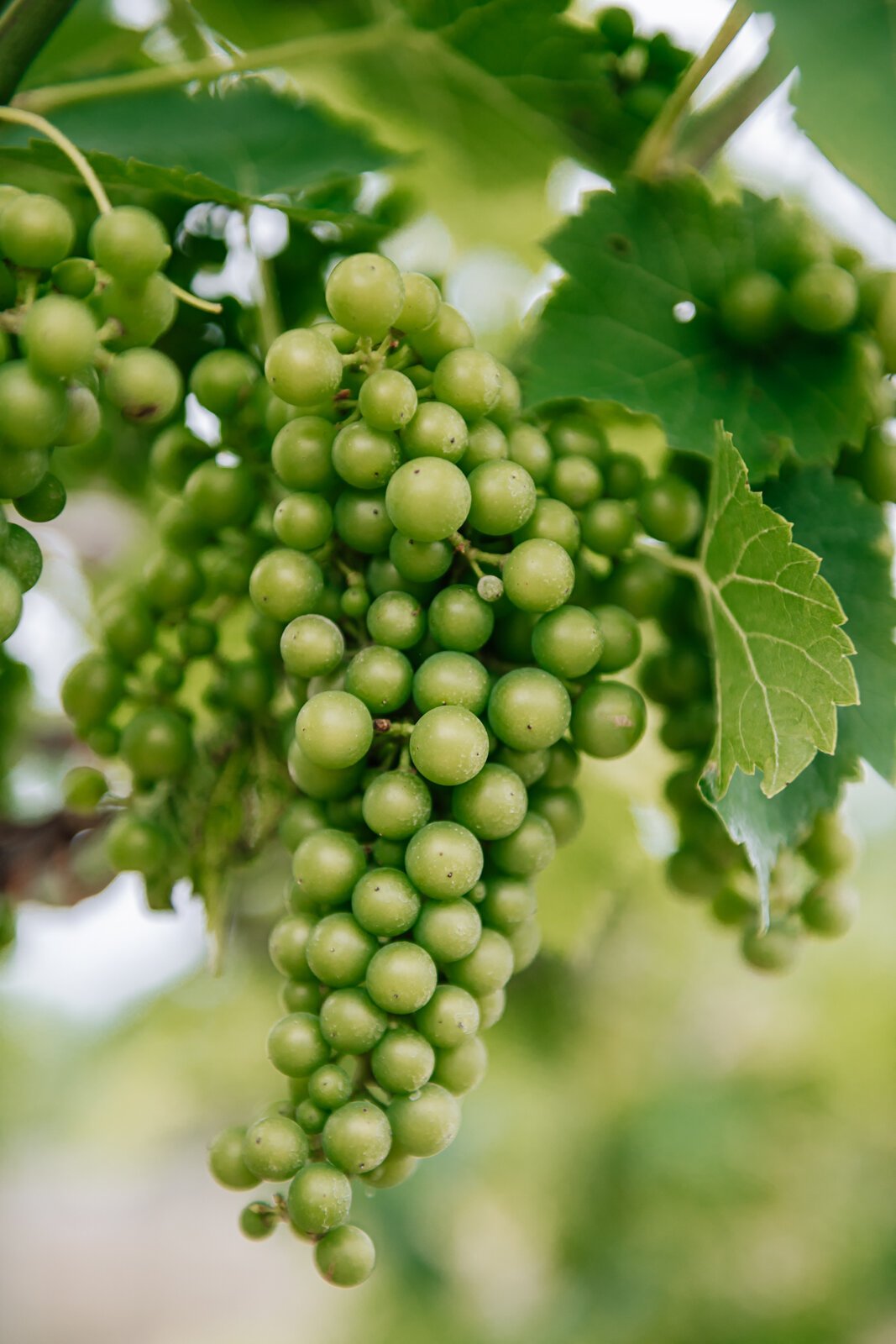Seyval Blanc grapes at Hartland Winery.