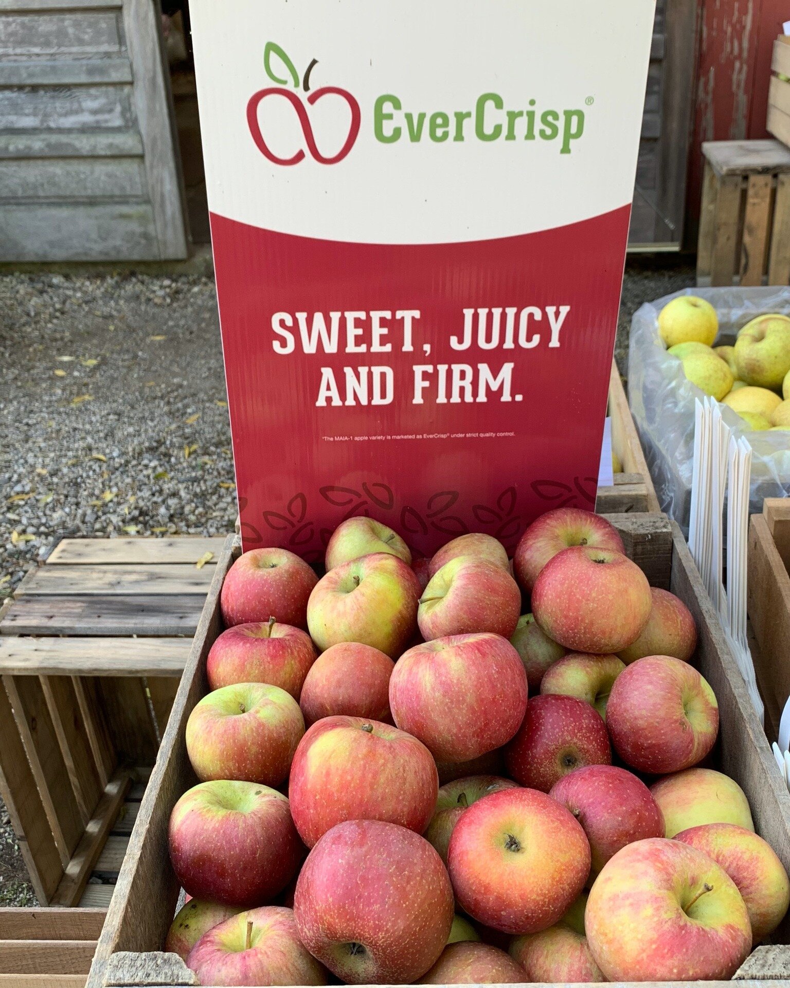 EverCrisp apples at David Doud's Countyline Orchard.