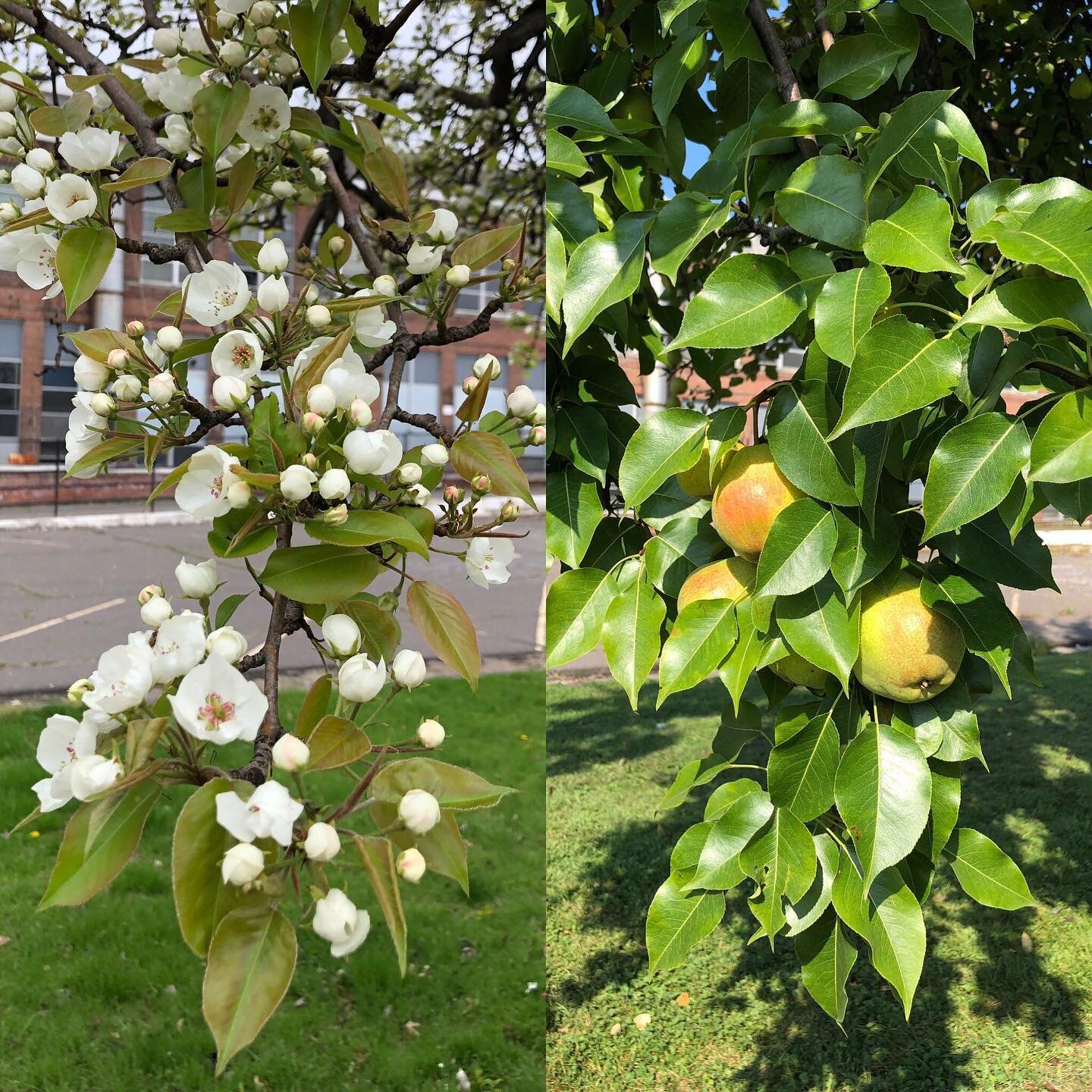 The pear tree at Electric Works has been blooming every year, with or without anyone around to harvest its fruit.