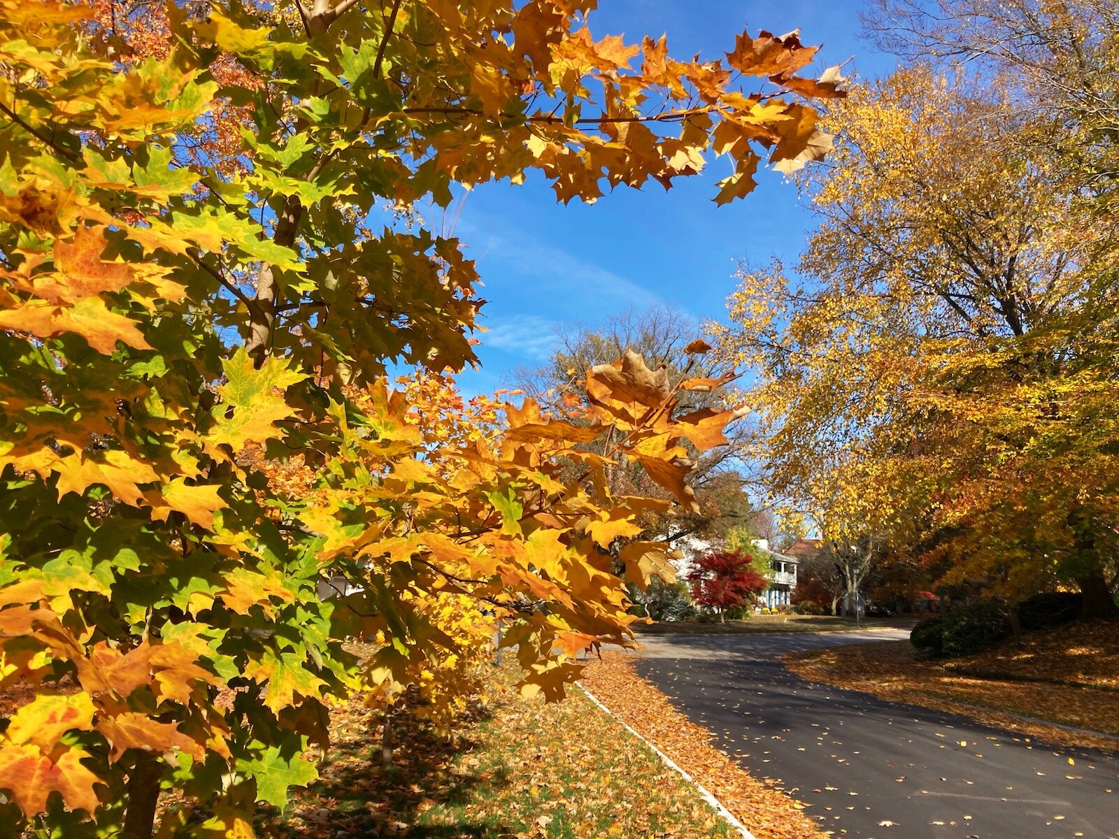 Native trees create a colorful canopy of reds, oranges, yellows, and purples in Historic Southwood Park each fall.