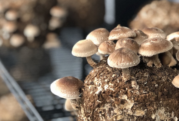 Windrose Urban Farm grows Shiitake mushrooms.