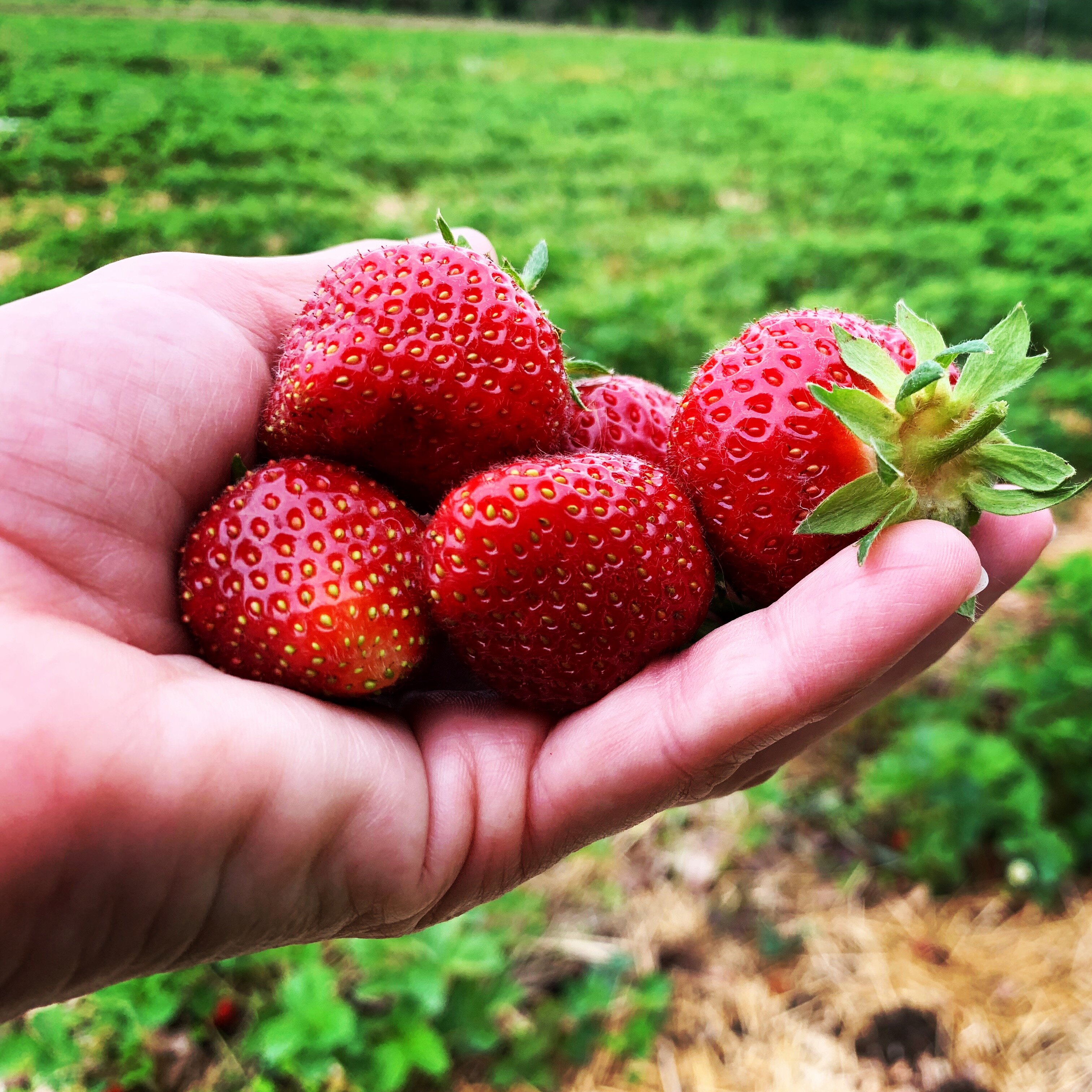 Strawberries from David Doud’s Countyline Orchard.