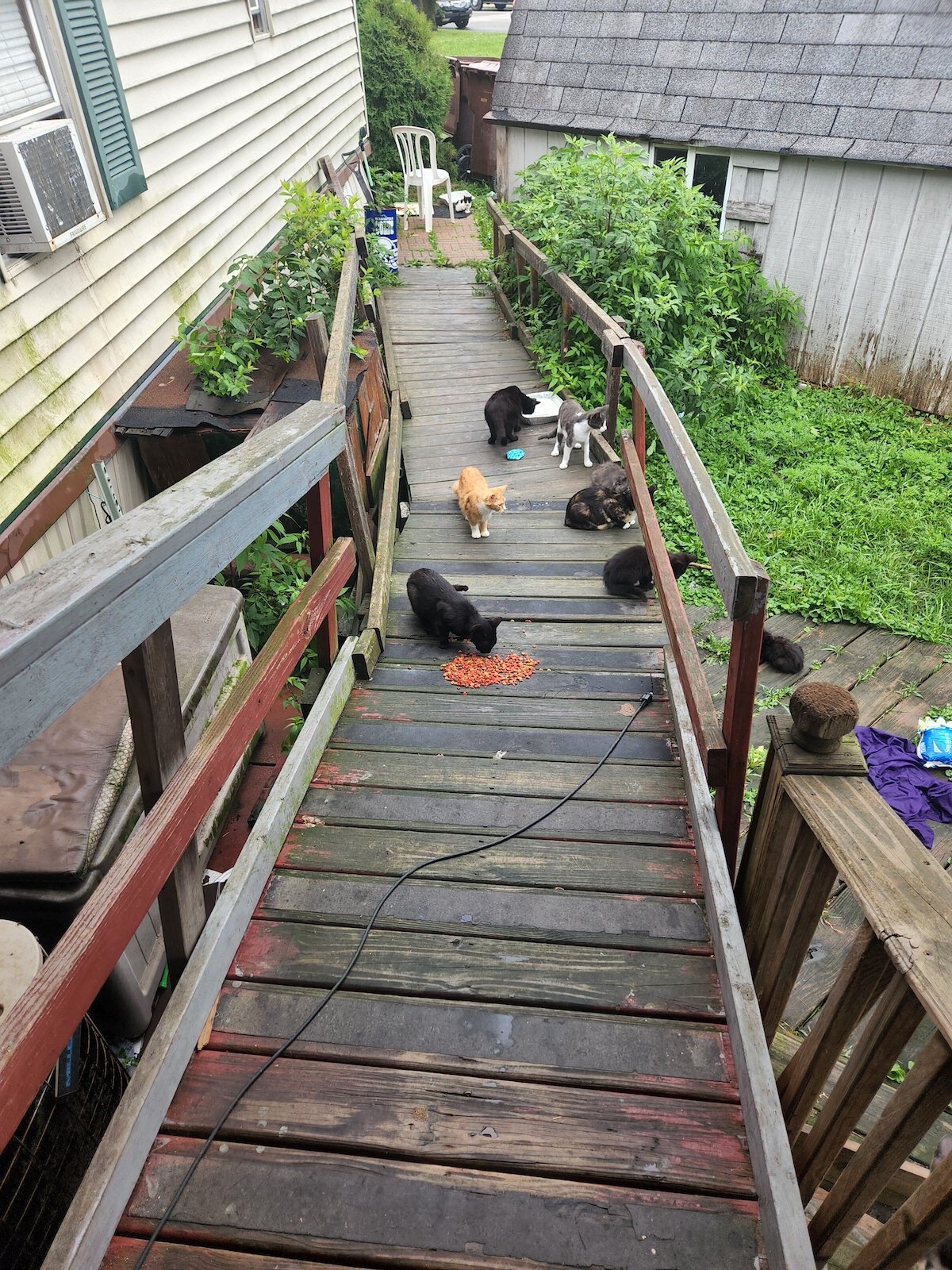 A cat colony found by Melissa Rennaker.