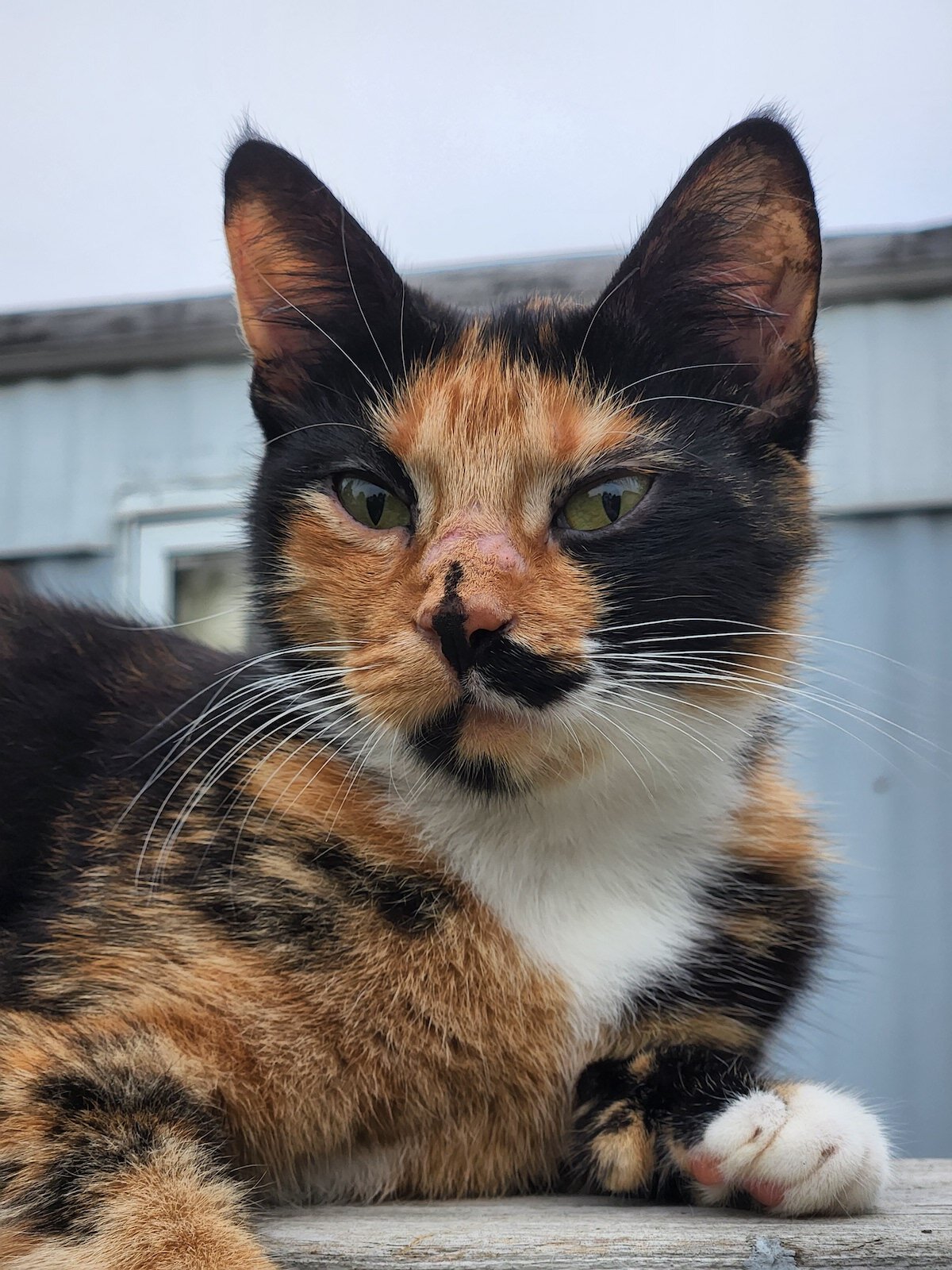 A cat TNR’d by Melissa Rennaker.