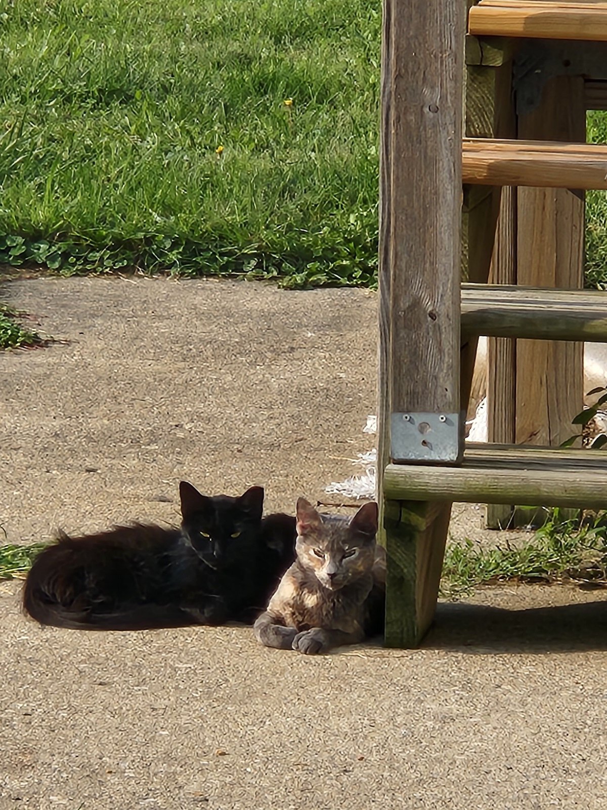 Cats TNR’d by Melissa Rennaker.