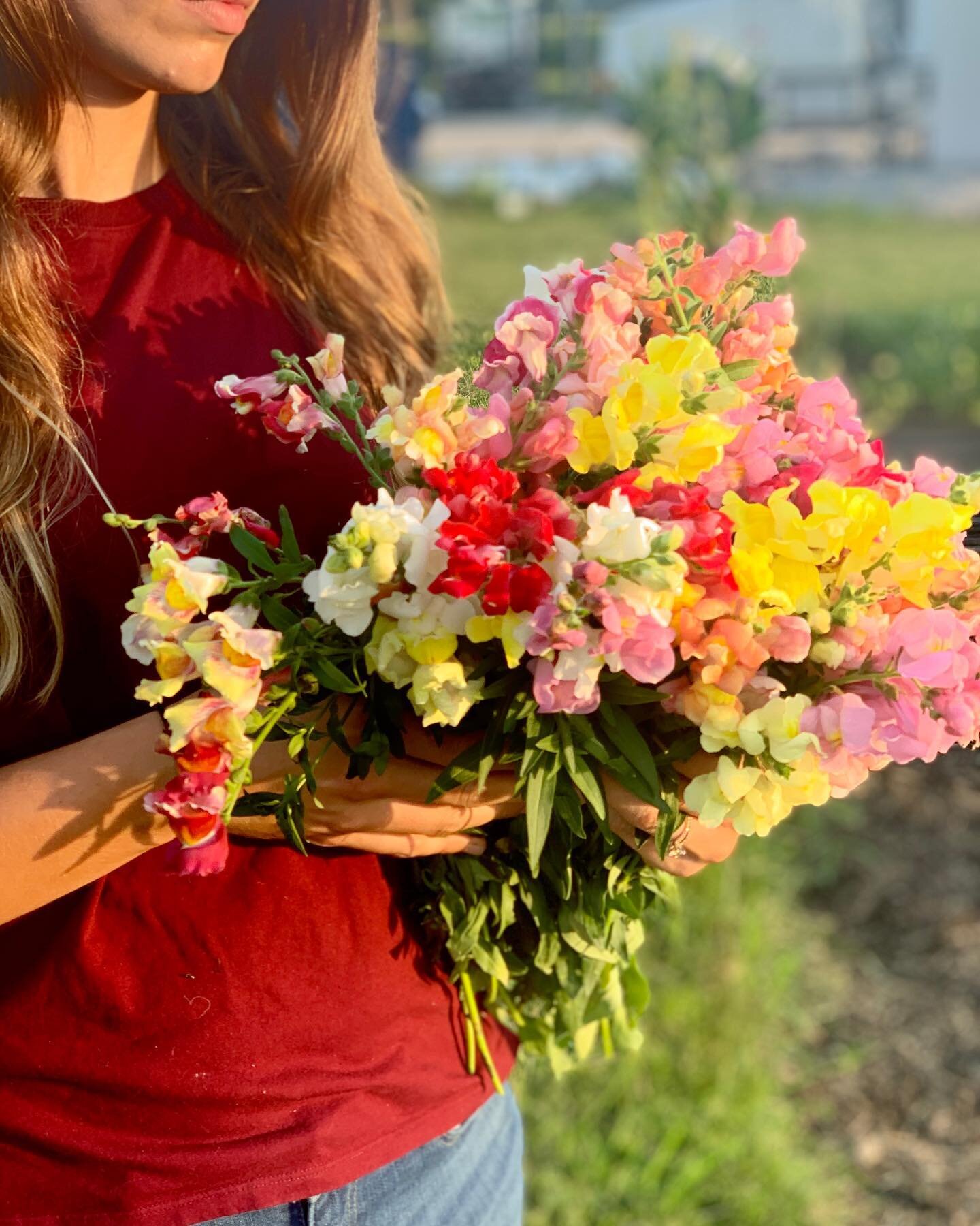 Flowers from Wild Blooms U Pick Flower Farm.