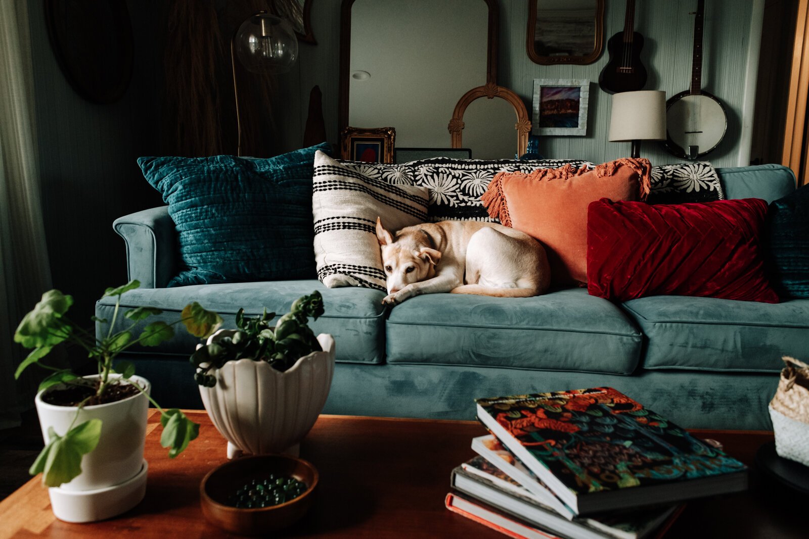 Family dog Ladybird enjoys the light of the living room.