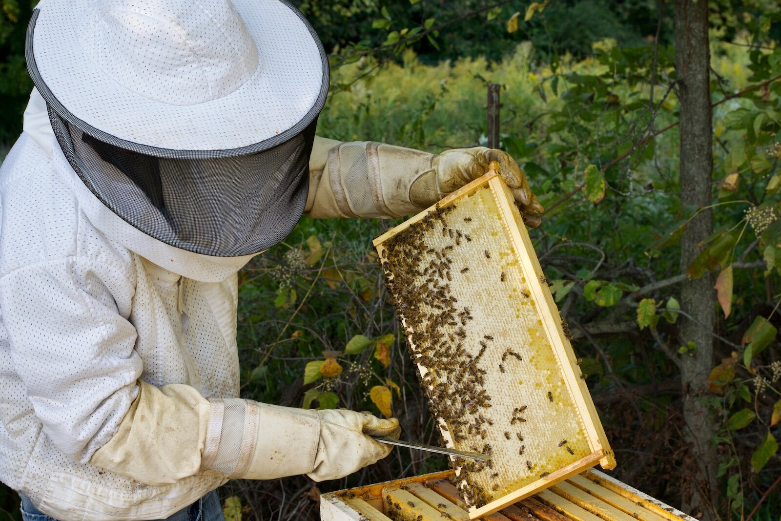 Apiarist Don Ueber is innovating with honey at Tanglewood Berry Farm.