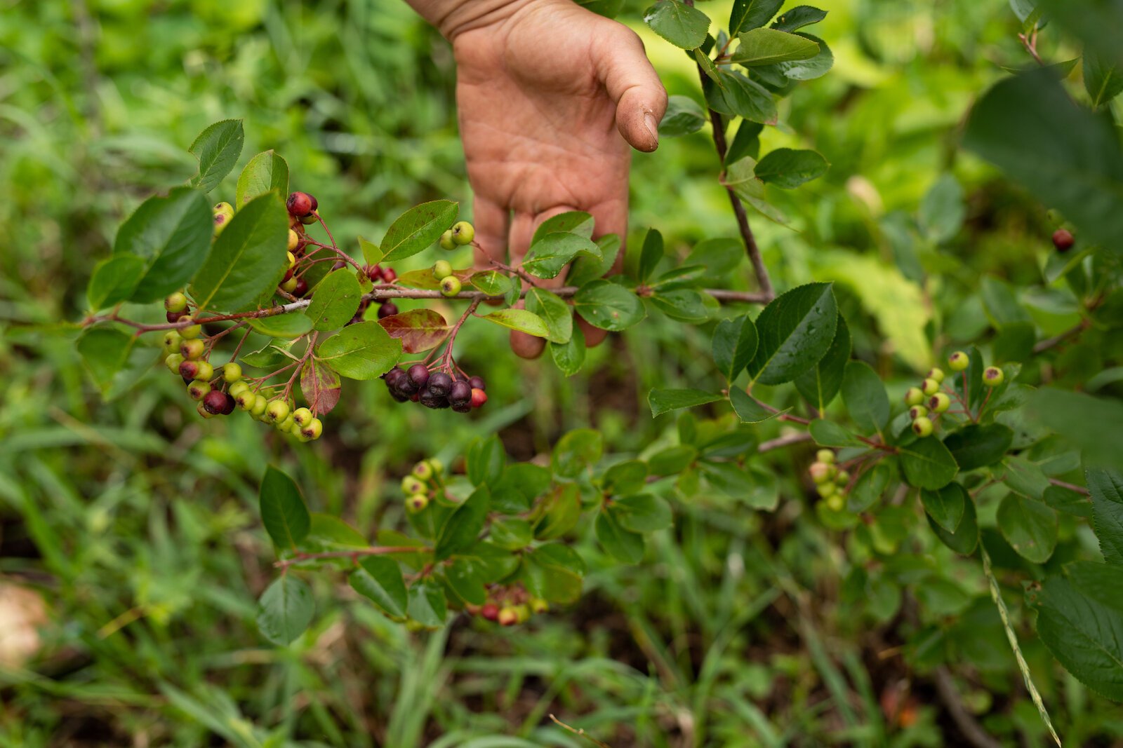 Black Choke Berry at Poplar Village Gardens.