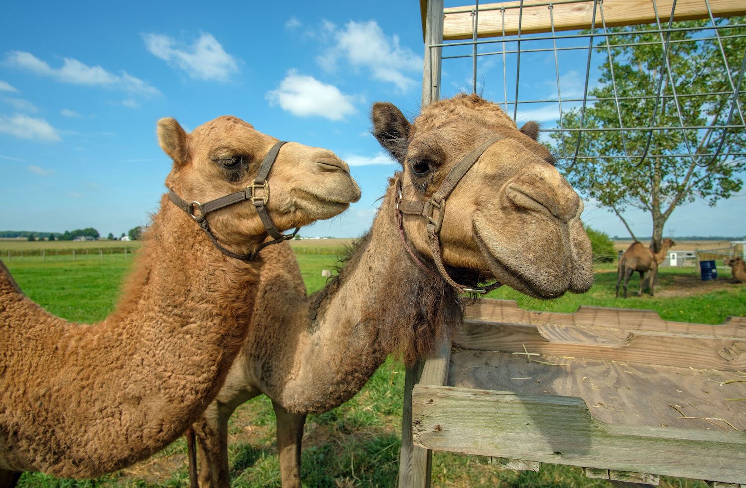 River Jordan Camel Dairy in Milford currently has four dromedary camels and one Bactrian-dromedary mix.