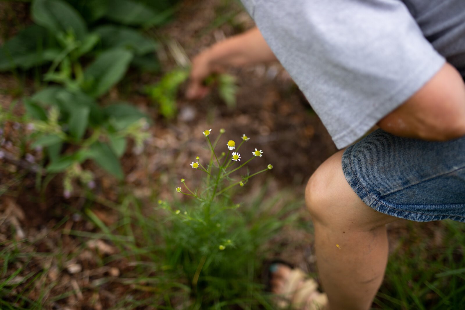 Diana Hart grows chamomile at Poplar Village Gardens.