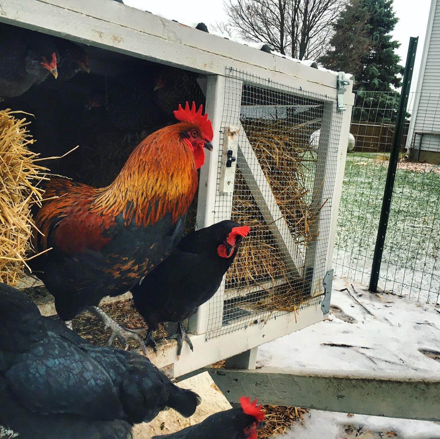 Chickens on the Fox and Fodder Farm, located in New Haven, IN.