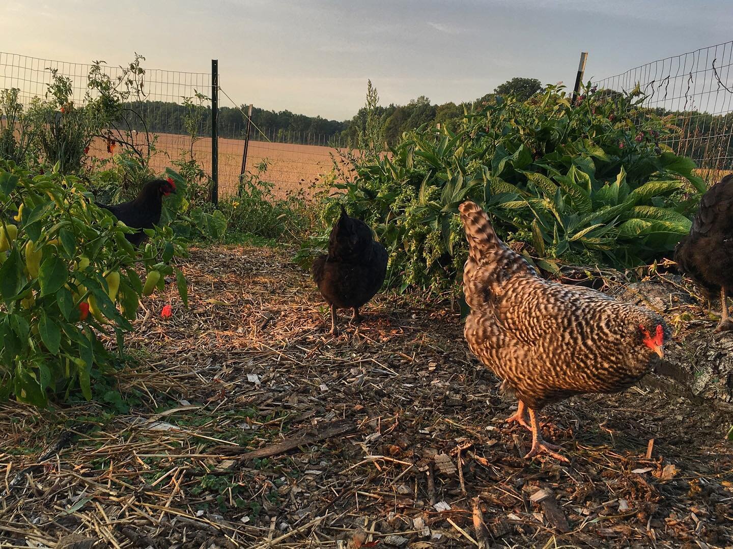 Chickens on the Fox and Fodder Farm, located in New Haven, IN.