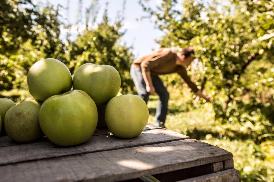 Purchase or pick your own apples at Cook's Orchard.