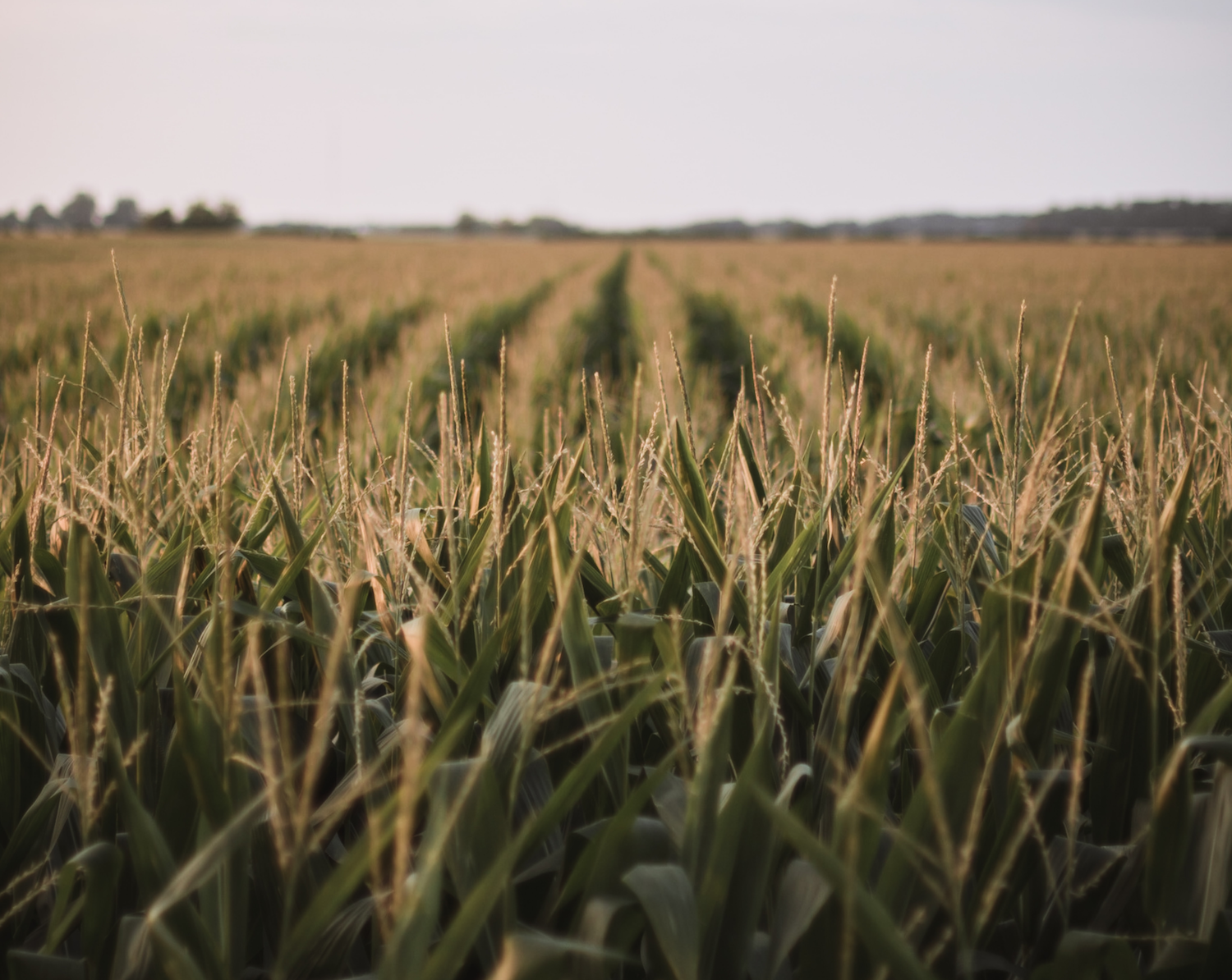 Indiana ranks fifth in the nation in corn production.