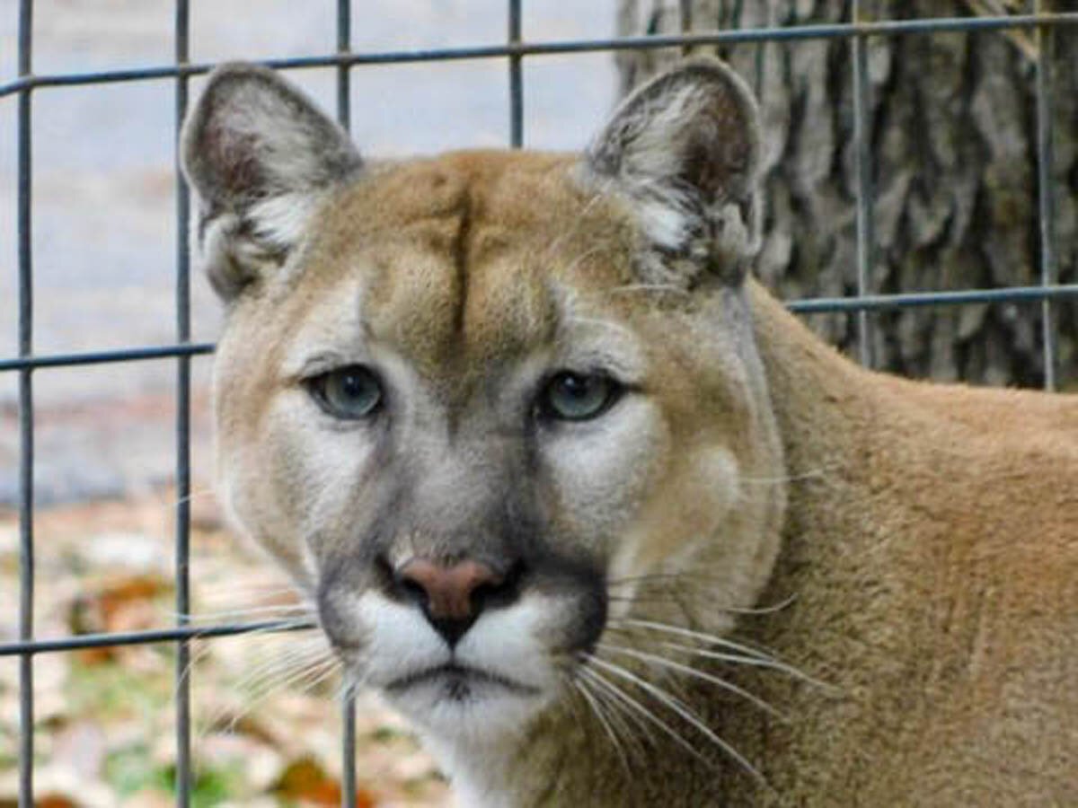 Netflix's 'Tiger King' is drawing national attention to a Northeast Indiana  animal sanctuary