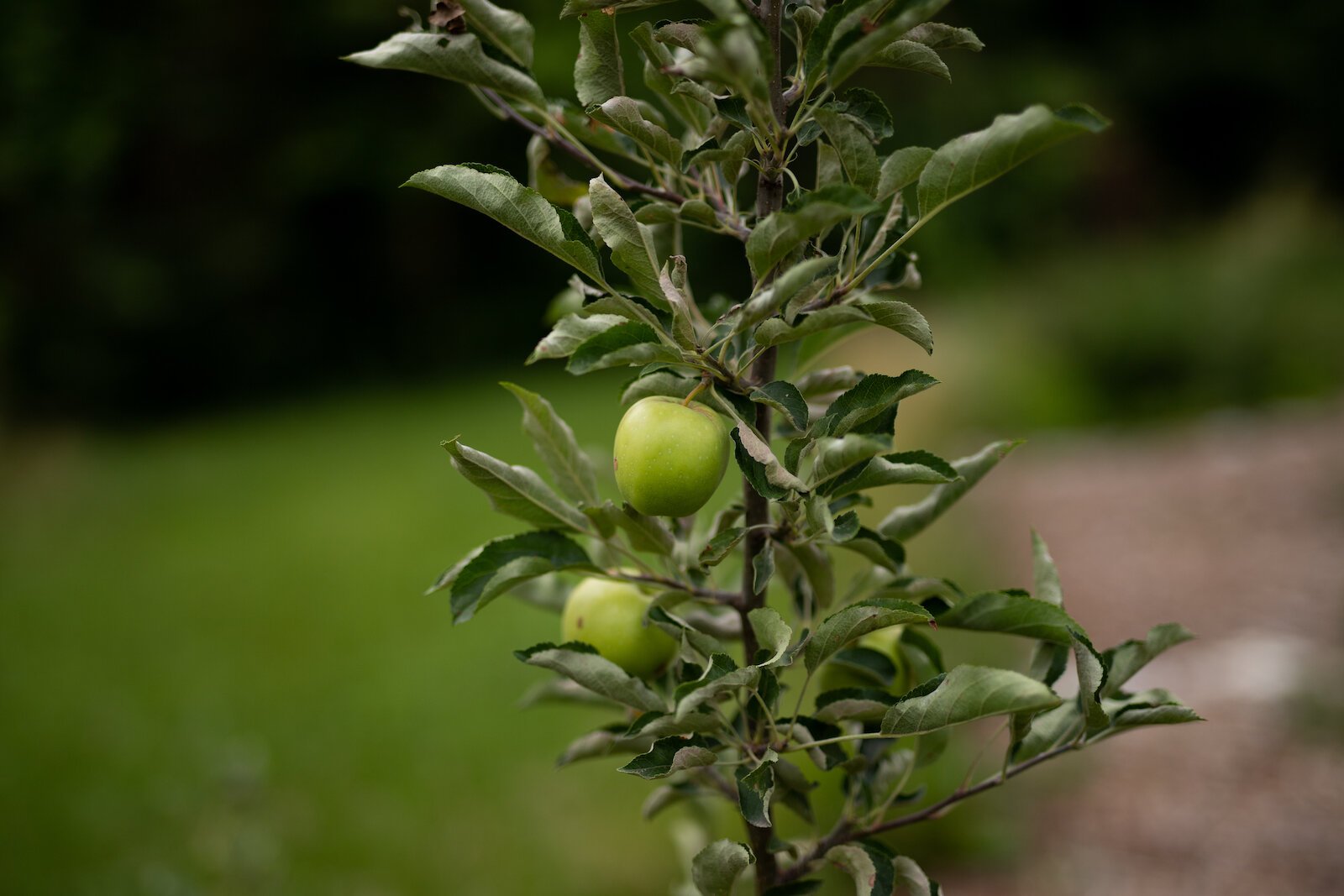 A Crab Apple at Poplar Village Gardens.