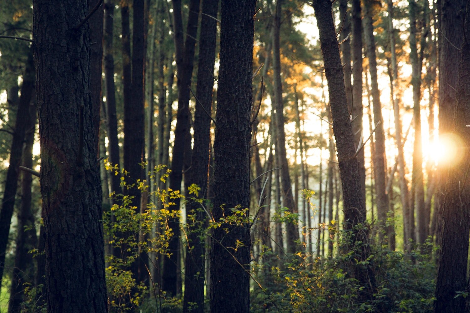 The COVID-19 pandemic is showing us the power we have to impact our environment.