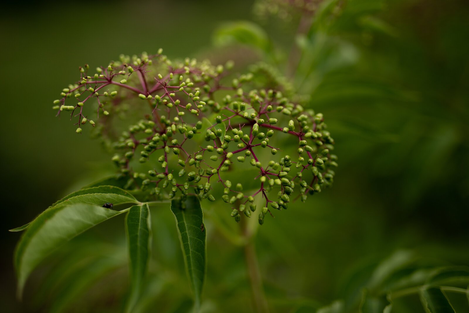 Elderberry grows at Poplar Village Gardens.