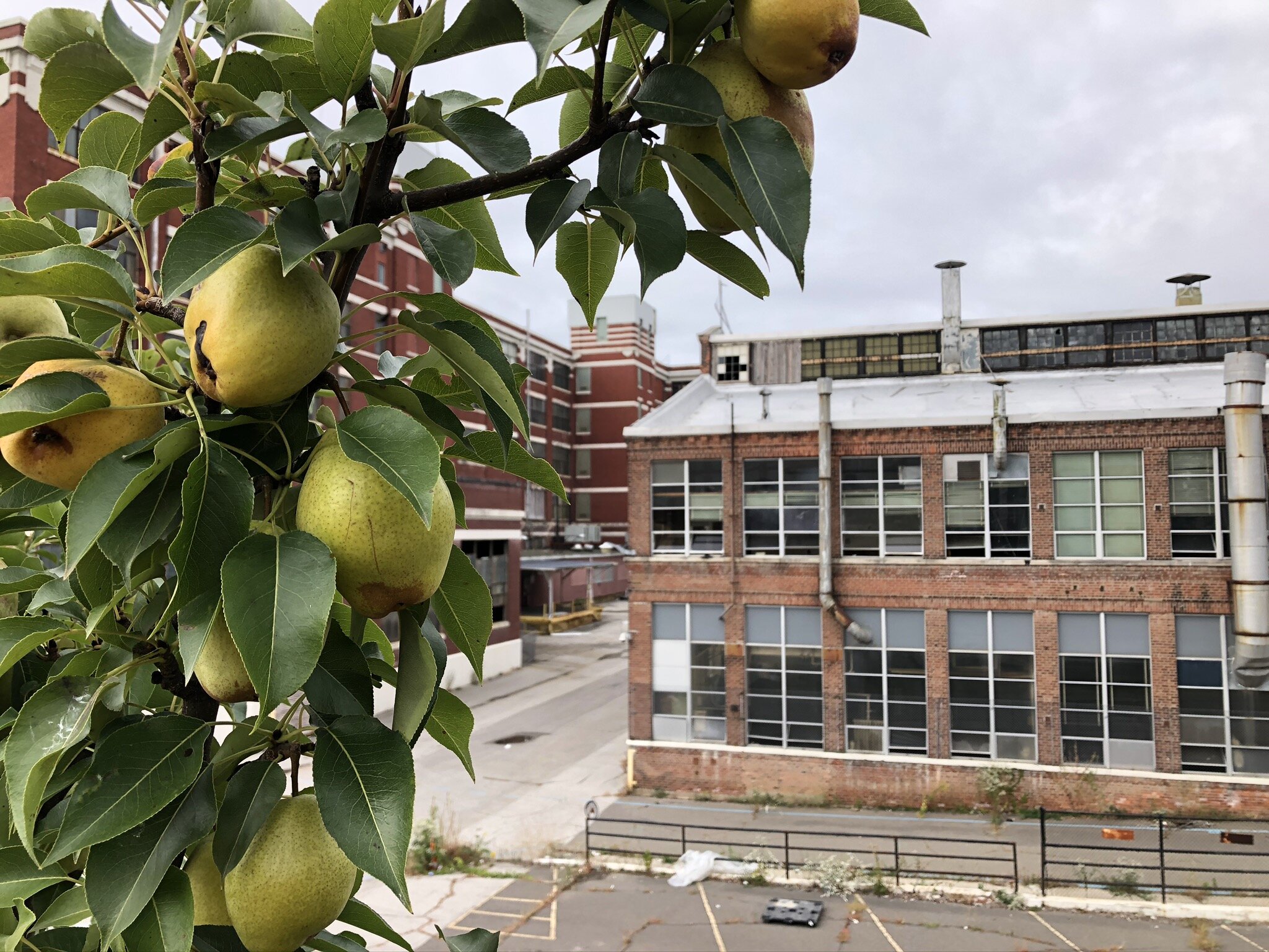The pear tree on the former GE campus plays a special role in many ex-employees' memories.