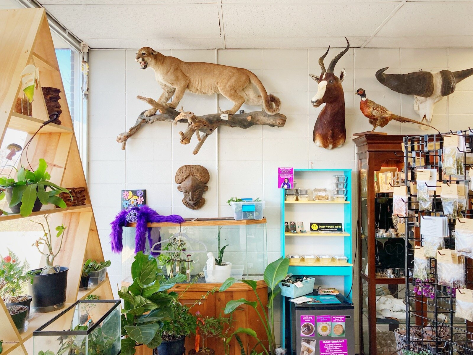All of the animals taxidermized at Fae's Cabinet are ethically sourced.