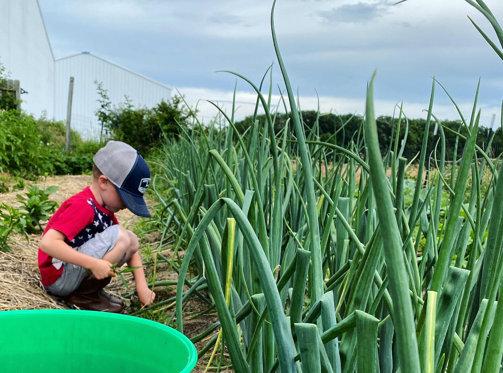 One of Sharp Bradtmueller's sons helping with the garden.