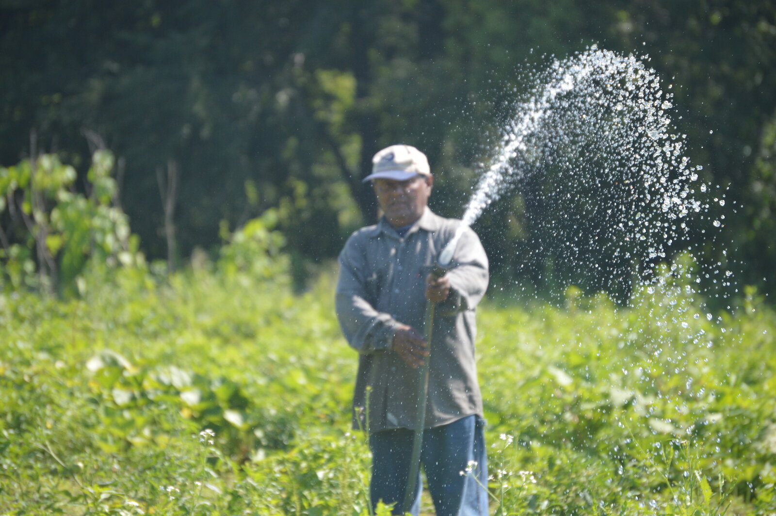 Farmers tend the land at the Rose Avenue Education Farm at 501 Rose Ave. in New Haven.