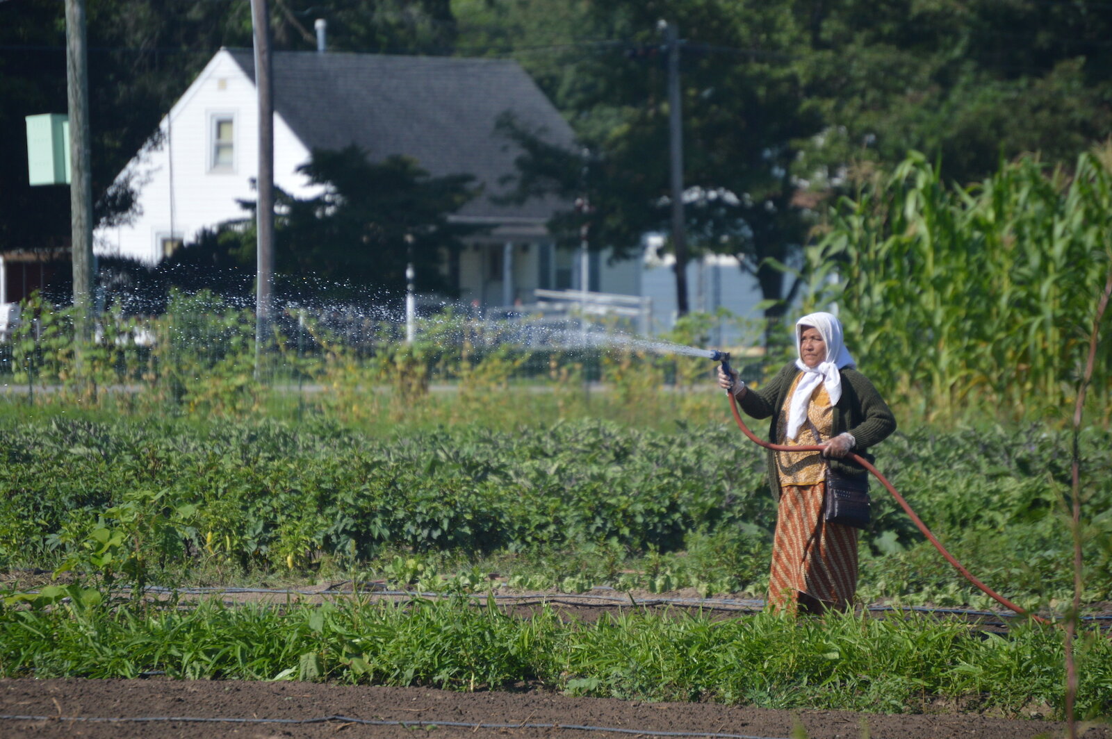 Farmers tend the land at the Rose Avenue Education Farm at 501 Rose Ave. in New Haven.