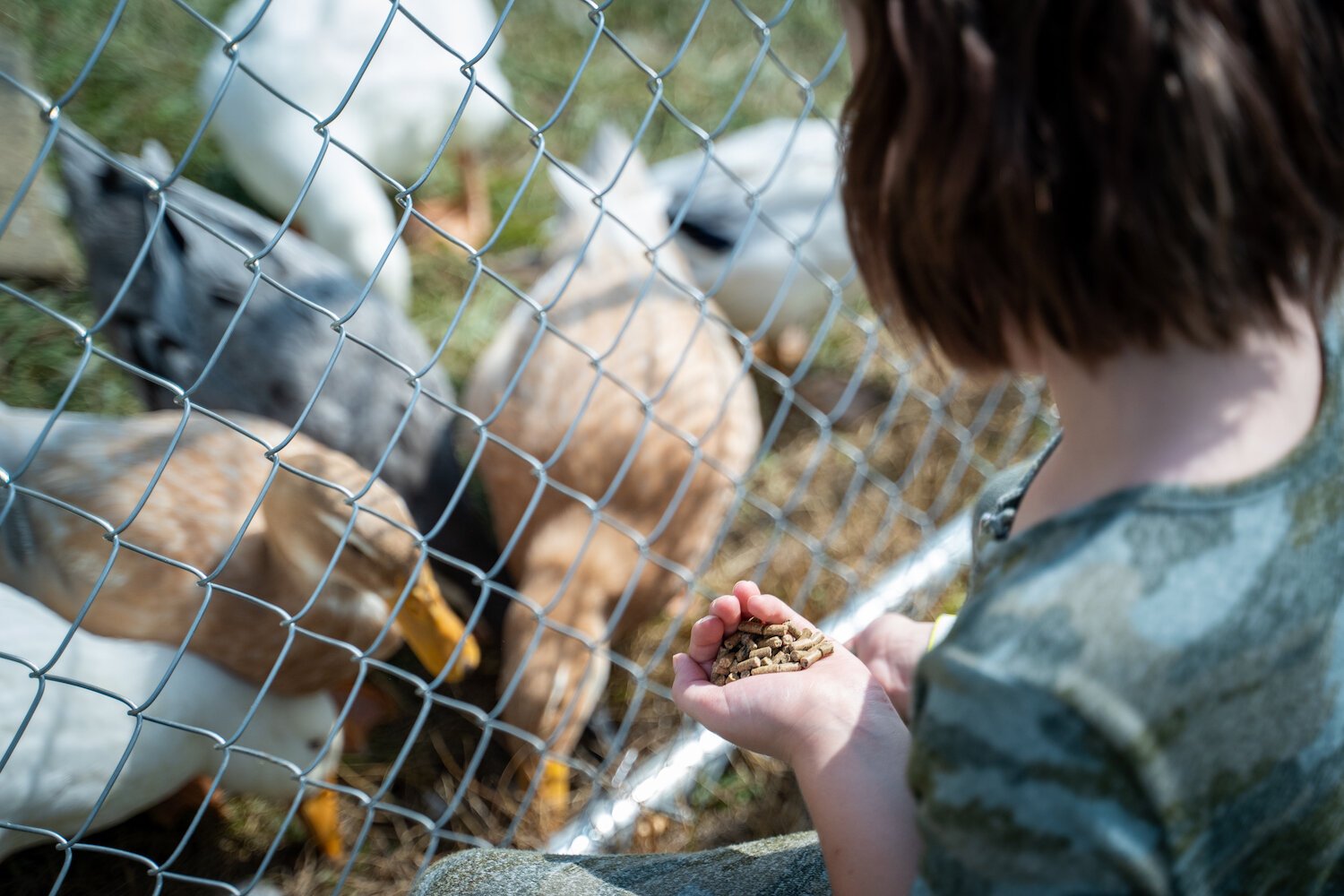 Families can feed the ducks at Amazing Fall Fun in Waterloo.