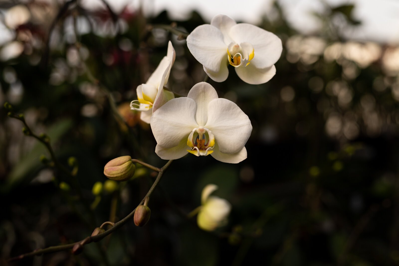 The Landscape & Horticulture Lawton Greenhouse grows a variety of plants for the Fort Wayne community.