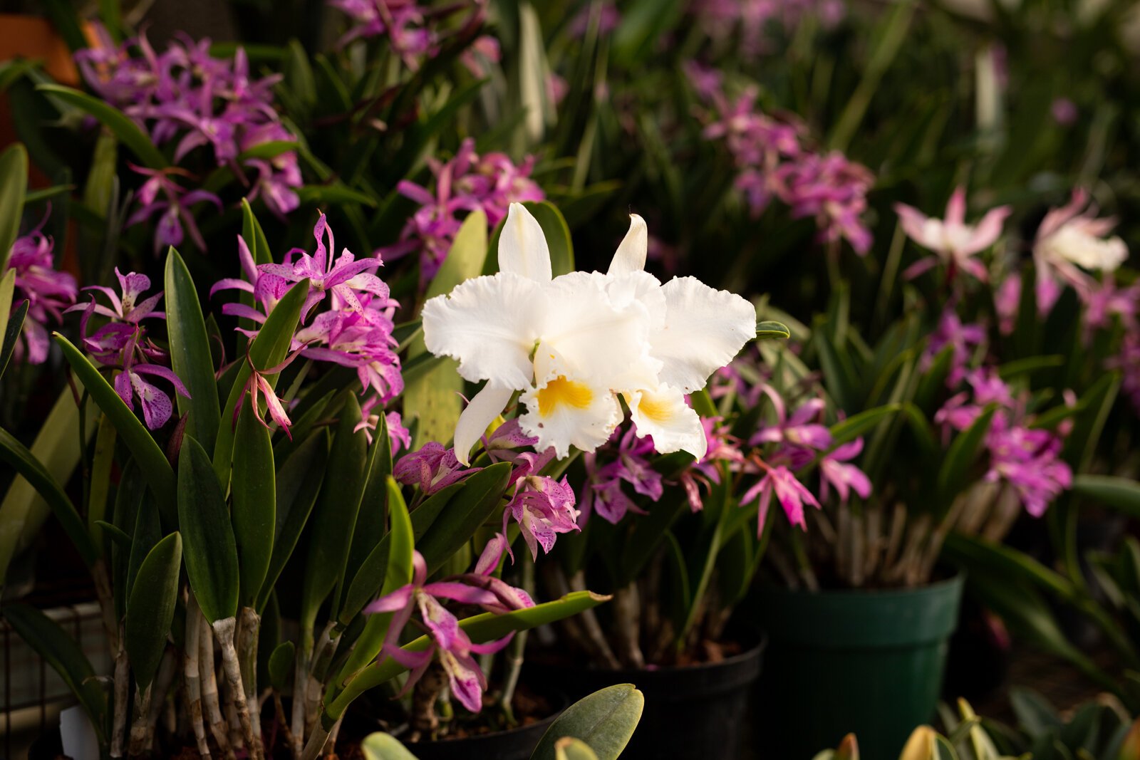 The Landscape & Horticulture Lawton Greenhouse grows a variety of plants for the Fort Wayne community.