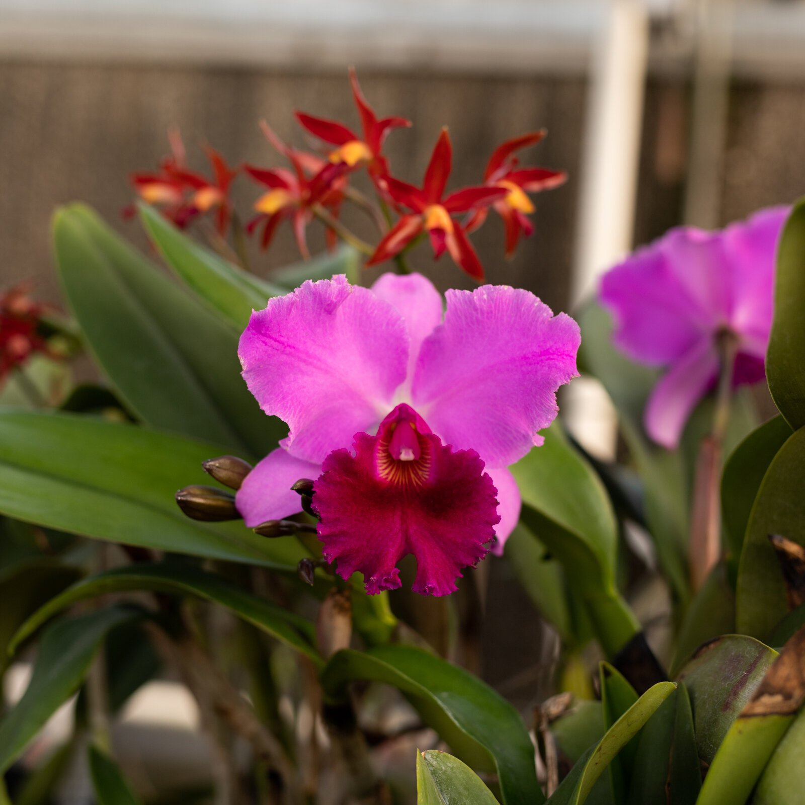 The Landscape & Horticulture Lawton Greenhouse grows a variety of plants for the Fort Wayne community.