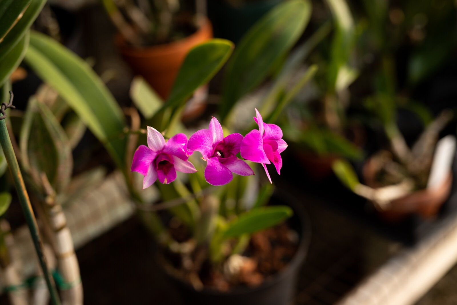 The Landscape & Horticulture Lawton Greenhouse grows a variety of plants for the Fort Wayne community.