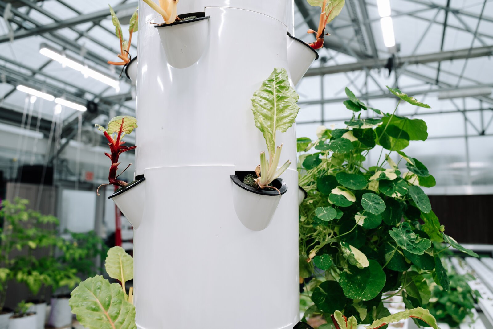 The Juice+ tower gardens at the Parkview Community Greenhouse are the same ones used in schools for the Farm to School program. They feature a variety of plants.