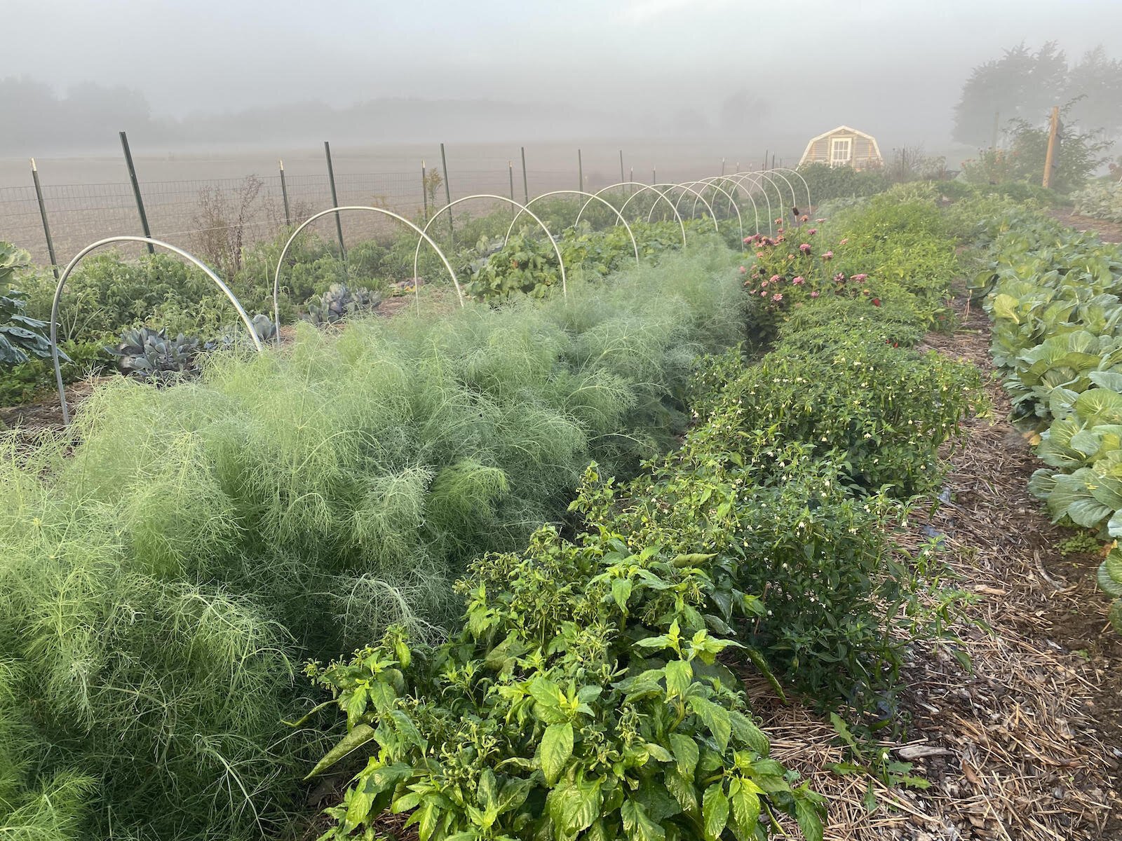 The garden at Fox and Fodder.