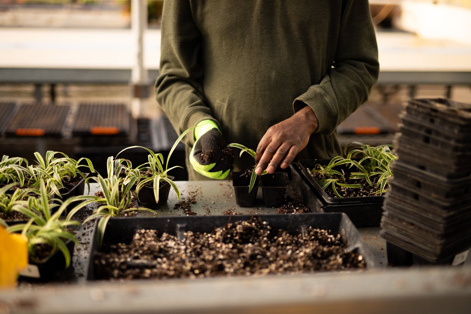 More than 30 volunteers work in the Landscape & Horticulture Lawton Greenhouse on a regular basis,