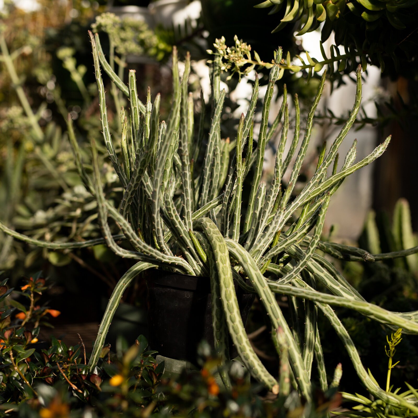 The Landscape & Horticulture Lawton Greenhouse grows a variety of plants for the Fort Wayne community.