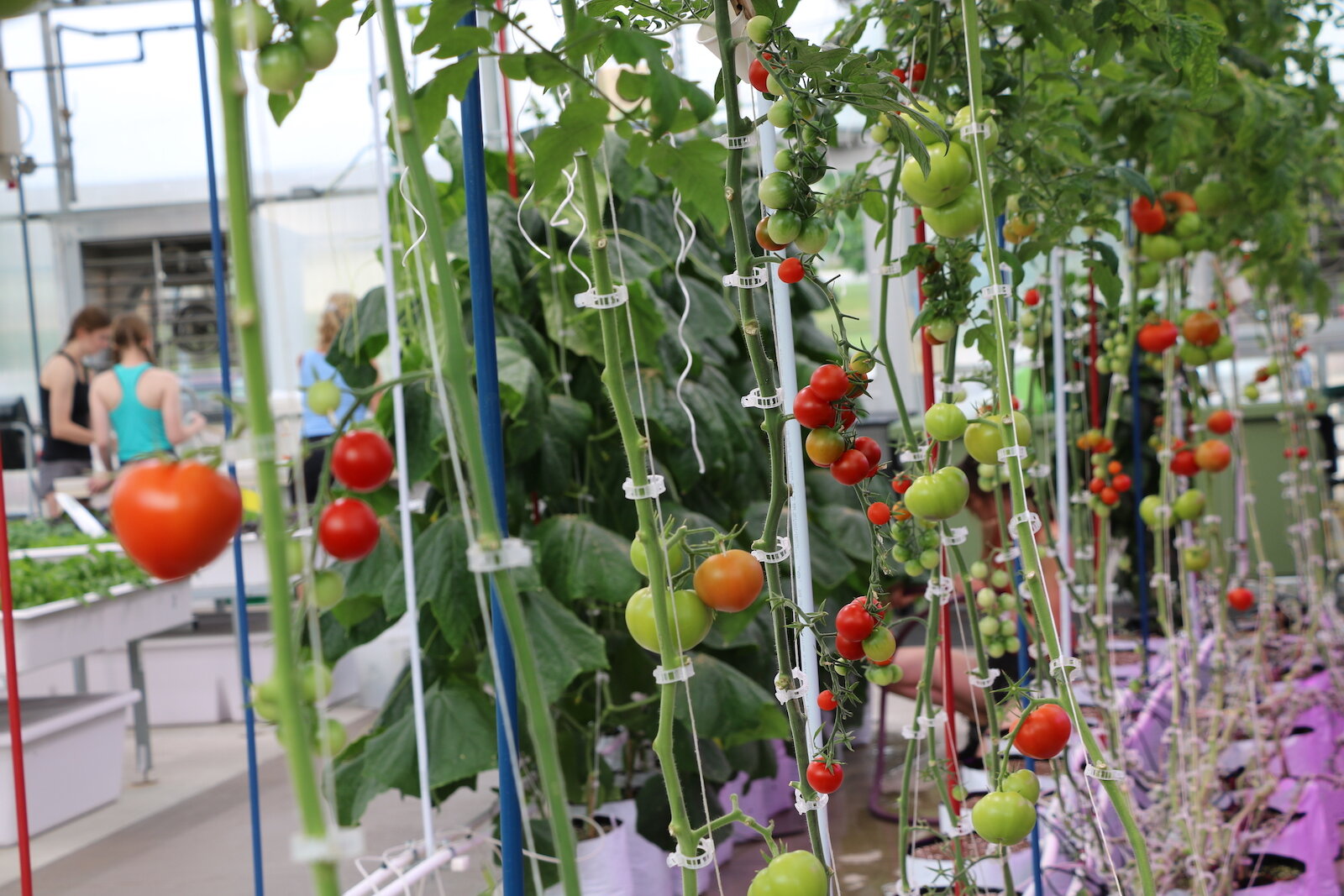 Hydroponic tomatoes grow inside Parkview Community Greenhouse and Learning Kitchen in Fort Wayne. 