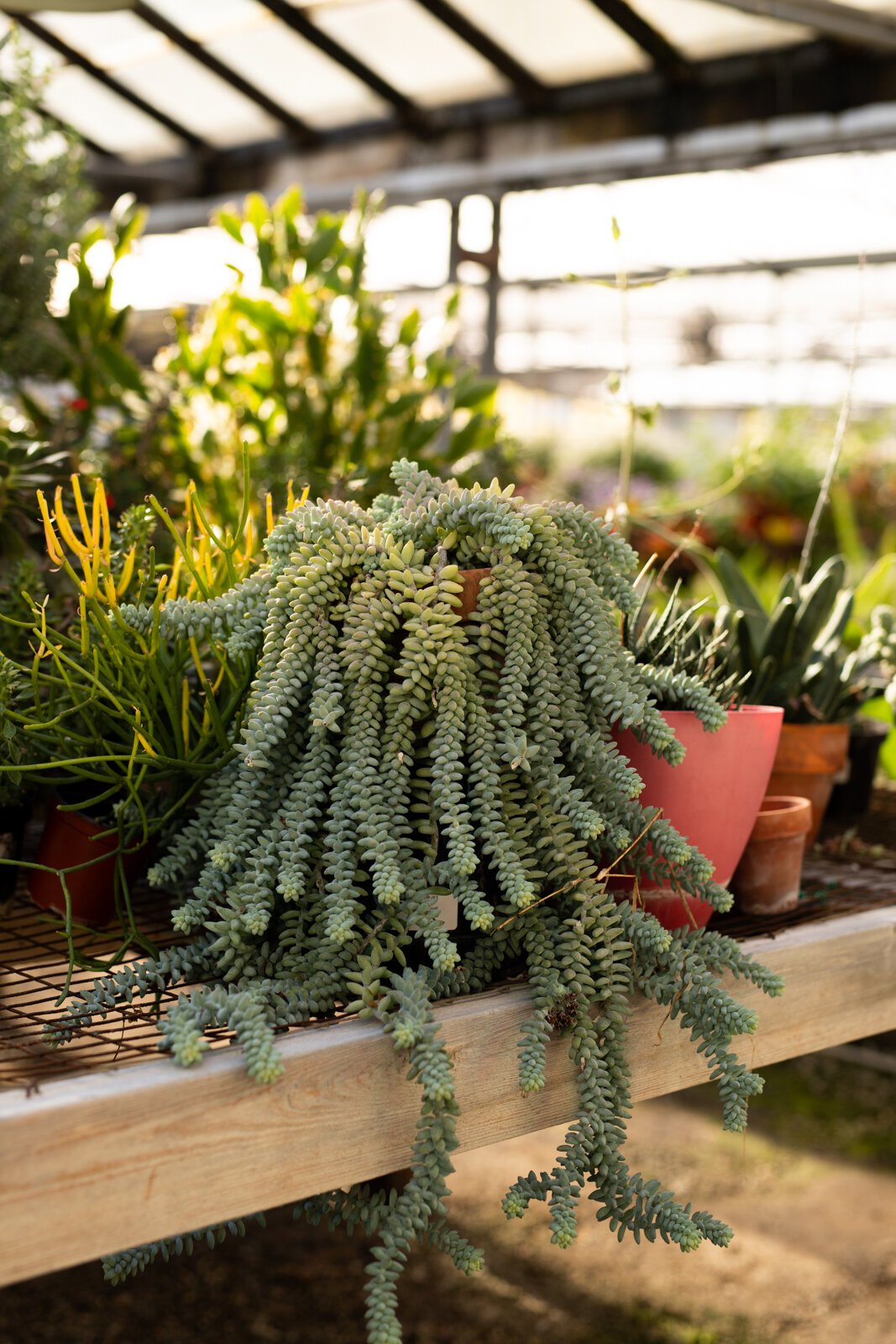 The Landscape & Horticulture Lawton Greenhouse grows a variety of plants for the Fort Wayne community.