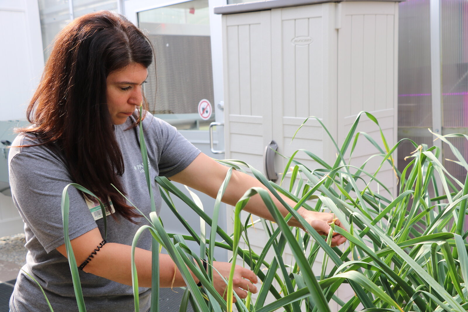 Camille Schuelke, greenhouse farmer at Parkview Community Greenhouse and Learning Kitchen, tends to a plant in the greenhouse. 