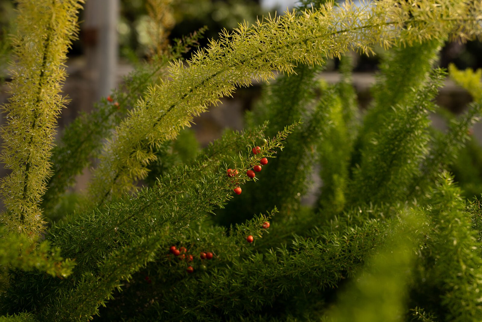 The Landscape & Horticulture Lawton Greenhouse grows a variety of plants for the Fort Wayne community.