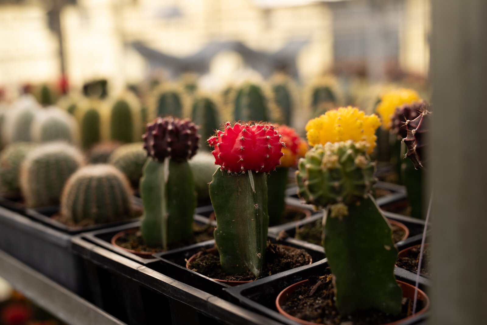 The Landscape & Horticulture Lawton Greenhouse grows a variety of plants for the Fort Wayne community.