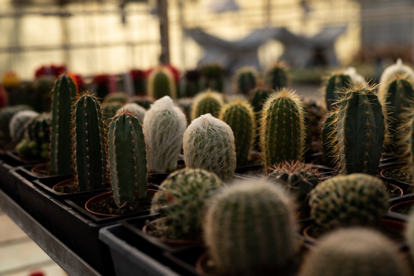 The Landscape & Horticulture Lawton Greenhouse grows a variety of plants for the Fort Wayne community.