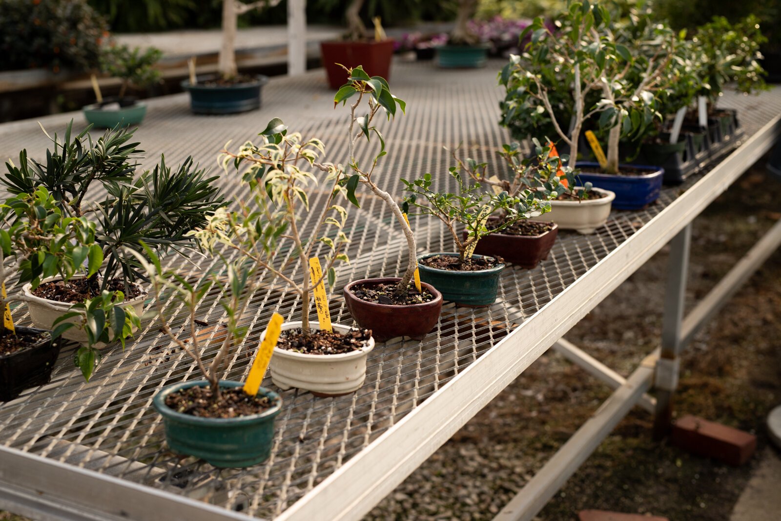 A peek inside the Landscape & Horticulture Lawton Greenhouse.