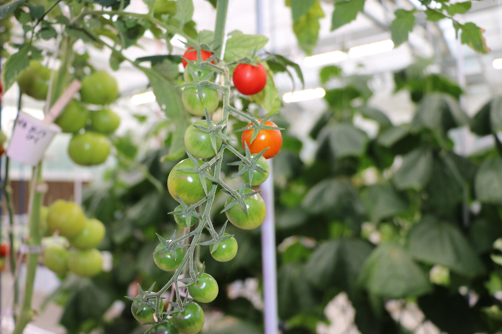 Hydroponic tomatoes grow inside Parkview Community Greenhouse and Learning Kitchen in Fort Wayne. 