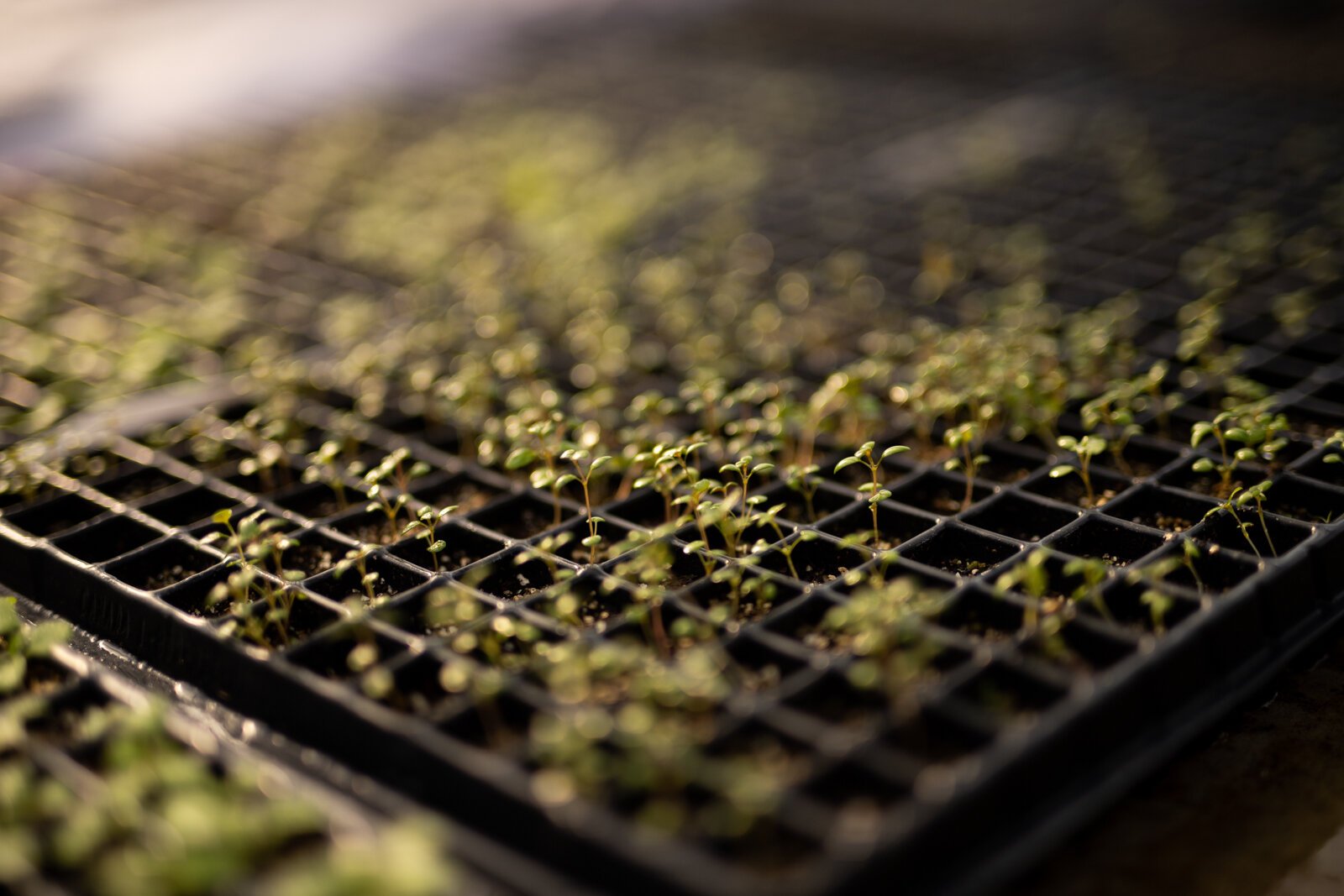 The Landscape & Horticulture Lawton Greenhouse grows a variety of plants for the Fort Wayne community.